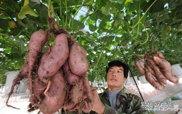 你觉得红薯收获后剩下的红薯藤蔓有什么用处呢?