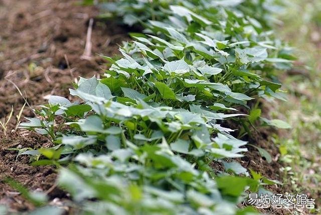 你觉得红薯收获后剩下的红薯藤蔓有什么用处呢?