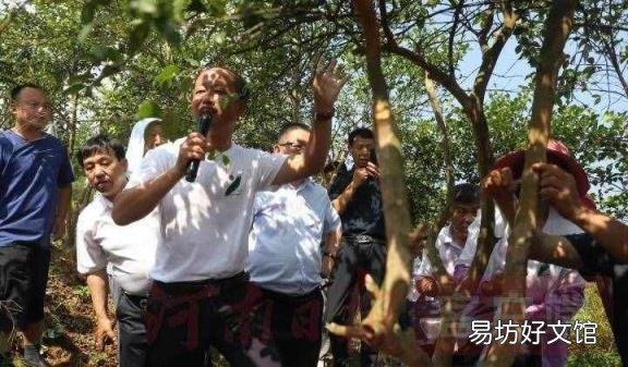 油茶树嫁接技术 油茶树嫁接