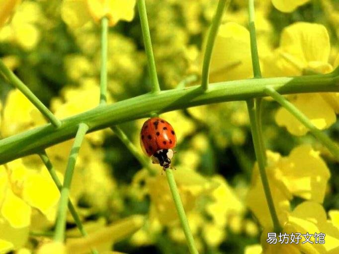 赤朱丹彤这个成语是什么意思 赤朱丹彤意思