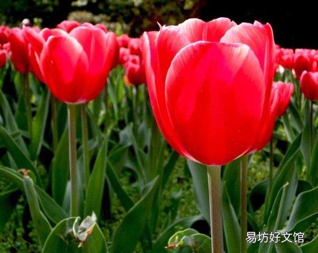 赤朱丹彤这个成语是什么意思 赤朱丹彤意思