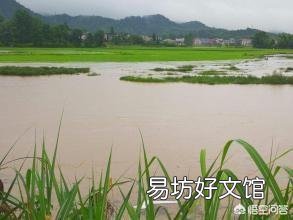 农村刚发洪水,我家靠河的一块稻田被洪水淹没,洪水褪去泥沙覆盖两分田,该怎么办?