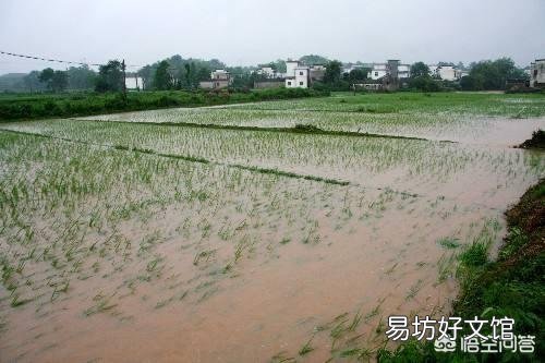 农村刚发洪水,我家靠河的一块稻田被洪水淹没,洪水褪去泥沙覆盖两分田,该怎么办?