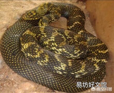 农村的蛇类中,菜花蛇与谷花蛇被农村人称之为益蛇,那它们为什么有时候也咬鸡呢?