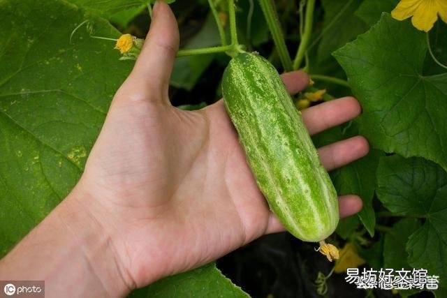 在农村，6月份可以吃的菜有哪些？