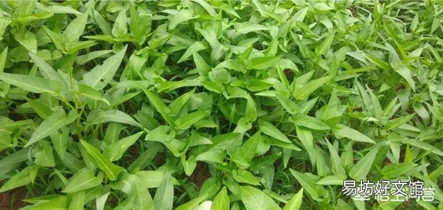 在农村，6月份可以吃的菜有哪些？