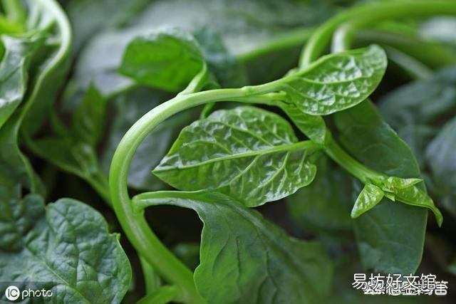 在农村，6月份可以吃的菜有哪些？
