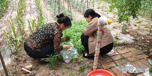 在农村，6月份可以吃的菜有哪些？