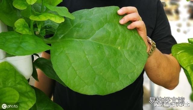 在农村，6月份可以吃的菜有哪些？