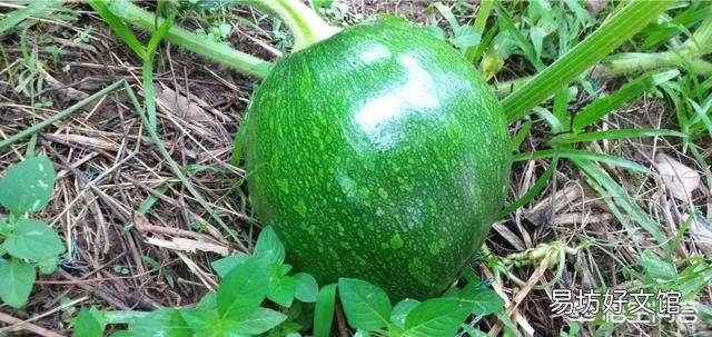 在农村，6月份可以吃的菜有哪些？