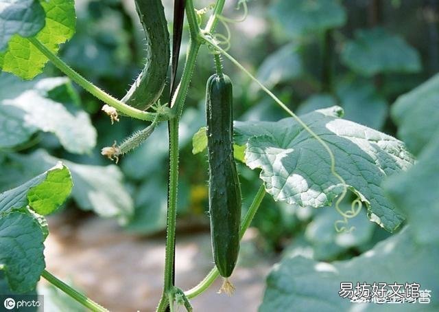 在农村，6月份可以吃的菜有哪些？
