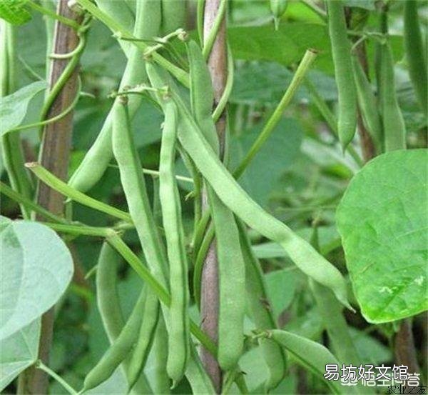 在农村，6月份可以吃的菜有哪些？