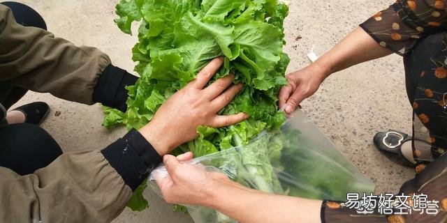 在农村，6月份可以吃的菜有哪些？