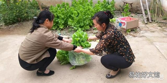 在农村，6月份可以吃的菜有哪些？