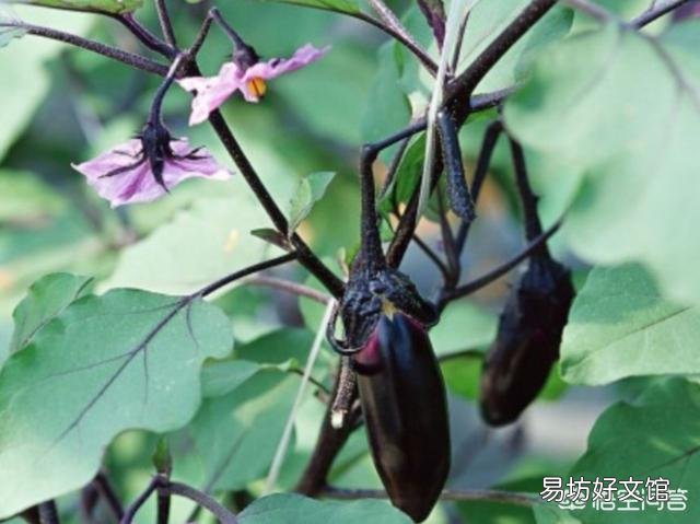 在农村，6月份可以吃的菜有哪些？