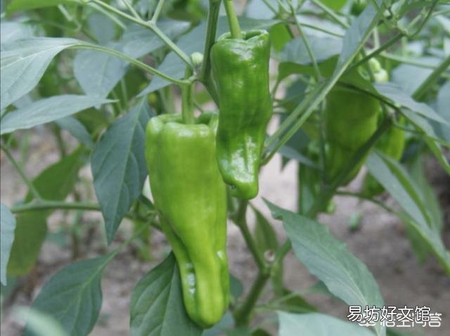 在农村，6月份可以吃的菜有哪些？