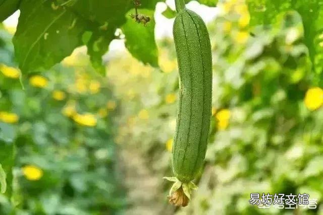 在农村，6月份可以吃的菜有哪些？