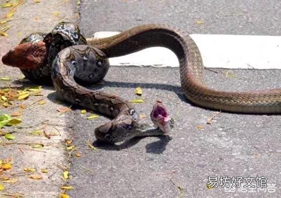 农民说农村山上的五步蛇抓不到猎物的话，会懒到吃自己的肉，这个是真的吗？为什么？