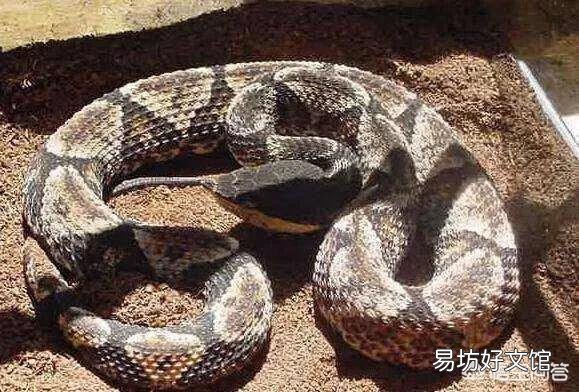 农民说农村山上的五步蛇抓不到猎物的话，会懒到吃自己的肉，这个是真的吗？为什么？