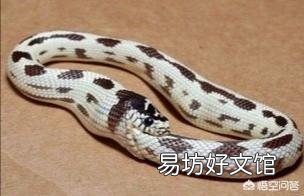 农民说农村山上的五步蛇抓不到猎物的话，会懒到吃自己的肉，这个是真的吗？为什么？