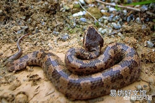 农民说农村山上的五步蛇抓不到猎物的话，会懒到吃自己的肉，这个是真的吗？为什么？
