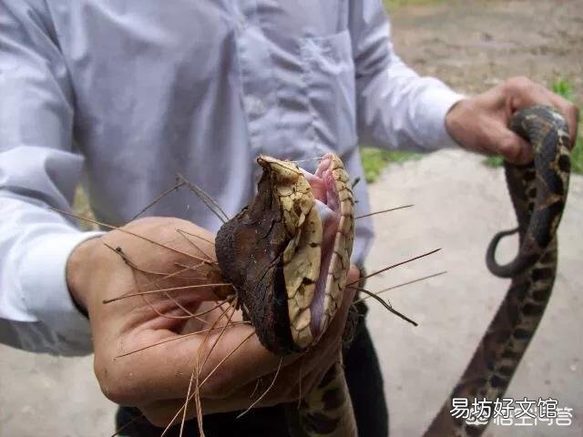 农民说农村山上的五步蛇抓不到猎物的话，会懒到吃自己的肉，这个是真的吗？为什么？