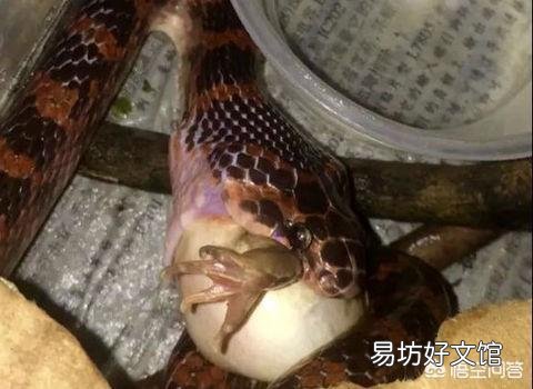 农民说农村山上的五步蛇抓不到猎物的话，会懒到吃自己的肉，这个是真的吗？为什么？