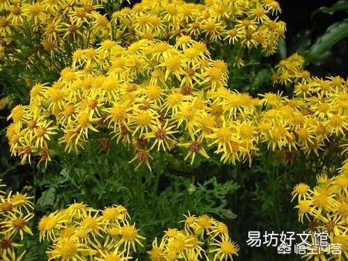 农村屋前屋后种植的野菊花可以用来做什么呢?