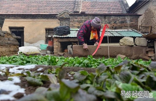 农村屋前屋后种植的野菊花可以用来做什么呢?