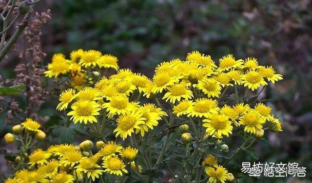 农村屋前屋后种植的野菊花可以用来做什么呢?