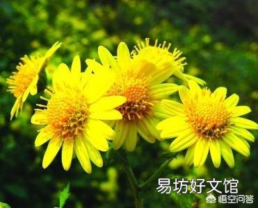 农村屋前屋后种植的野菊花可以用来做什么呢?