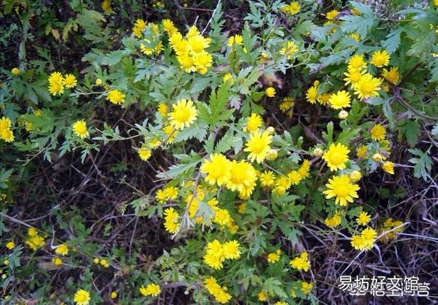 农村屋前屋后种植的野菊花可以用来做什么呢?