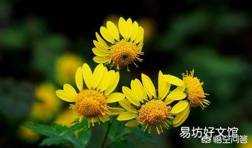 农村屋前屋后种植的野菊花可以用来做什么呢?