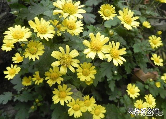 农村屋前屋后种植的野菊花可以用来做什么呢?