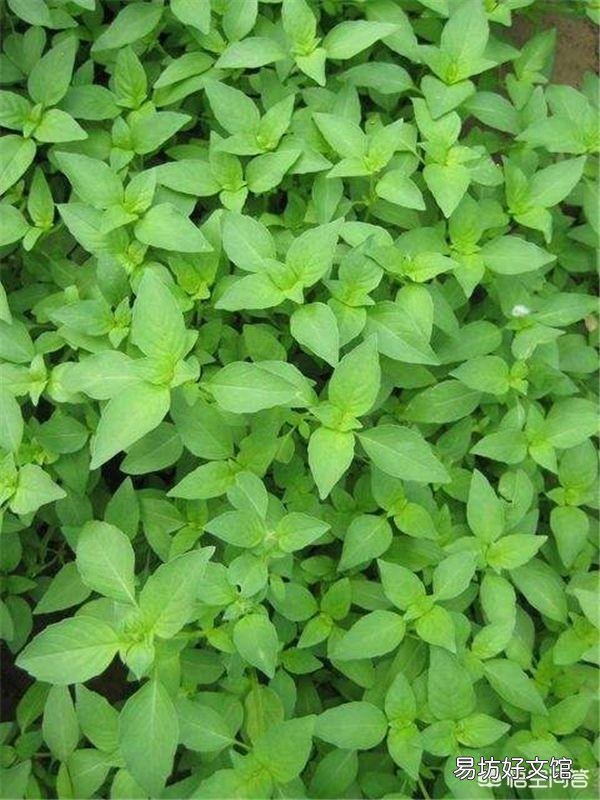 农村的菜园里,食用荆芥如何种植管理?