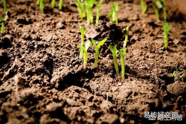 农村的菜园里,食用荆芥如何种植管理?