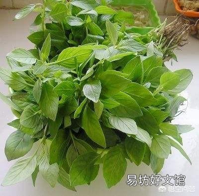 农村的菜园里,食用荆芥如何种植管理?