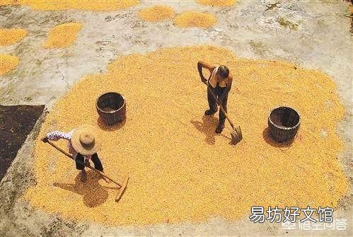 以前农村晒粮都有一个场院,现在场院为什么都没有了?