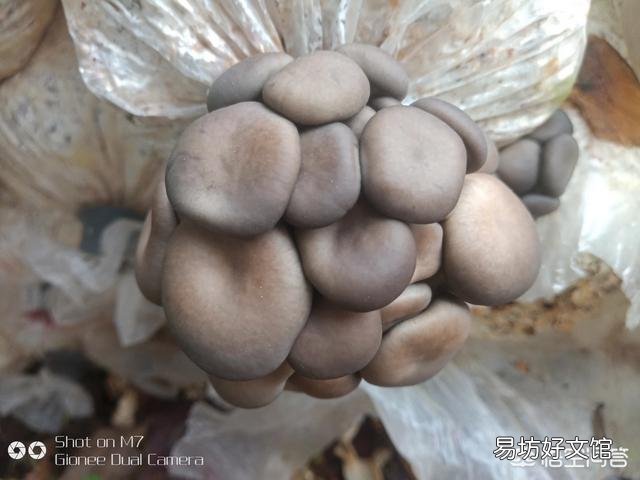 在农村种植什么农产品最挣钱？你觉得蘑菇前景如何？