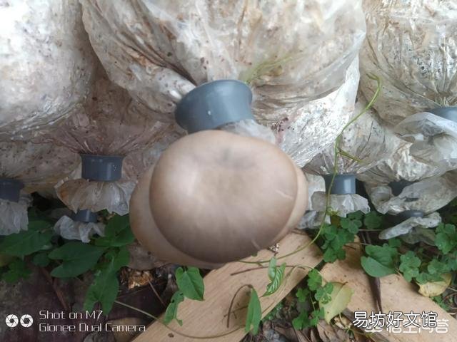 在农村种植什么农产品最挣钱？你觉得蘑菇前景如何？