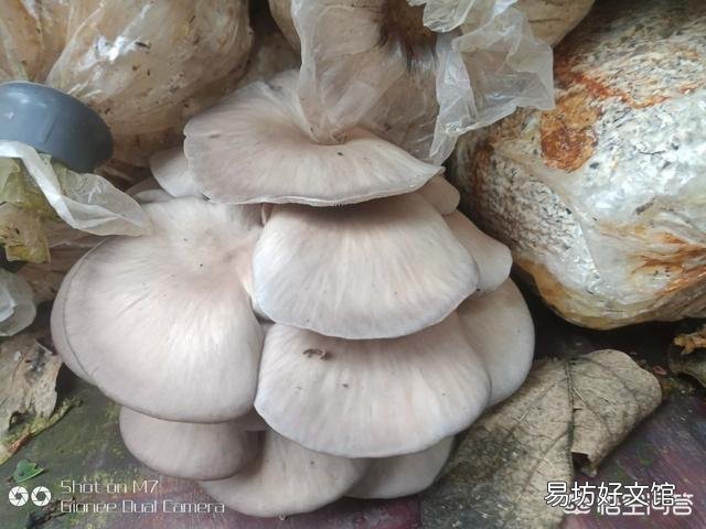在农村种植什么农产品最挣钱？你觉得蘑菇前景如何？