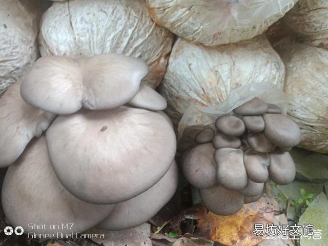 在农村种植什么农产品最挣钱？你觉得蘑菇前景如何？