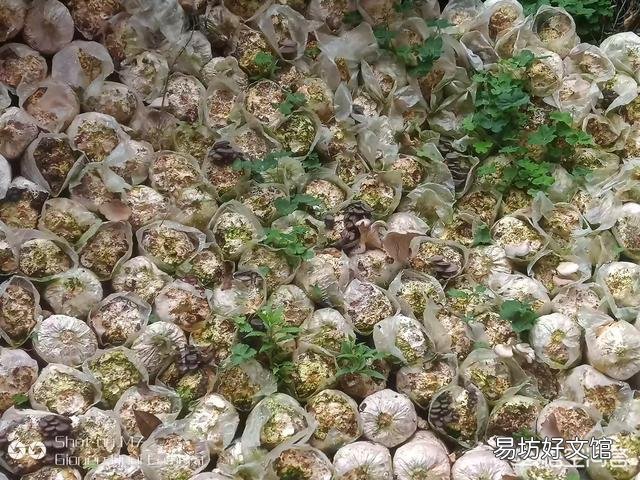 在农村种植什么农产品最挣钱？你觉得蘑菇前景如何？