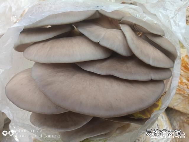 在农村种植什么农产品最挣钱？你觉得蘑菇前景如何？