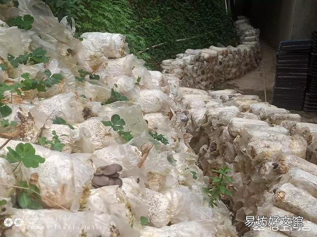 在农村种植什么农产品最挣钱？你觉得蘑菇前景如何？