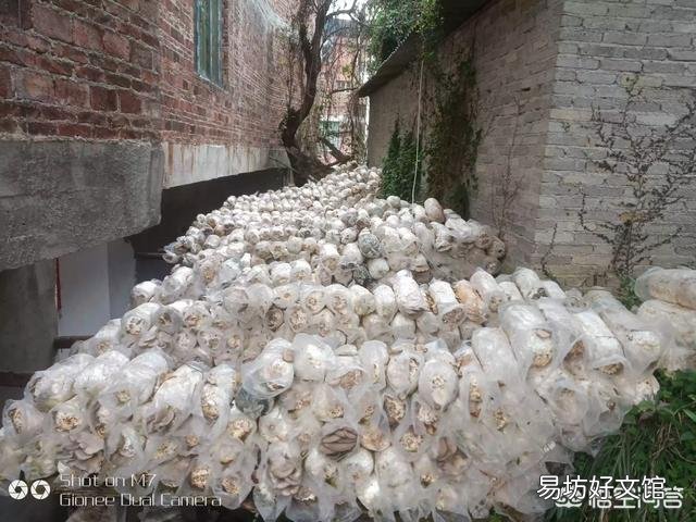 在农村种植什么农产品最挣钱？你觉得蘑菇前景如何？