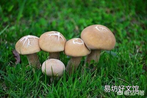 在农村种植什么农产品最挣钱？你觉得蘑菇前景如何？