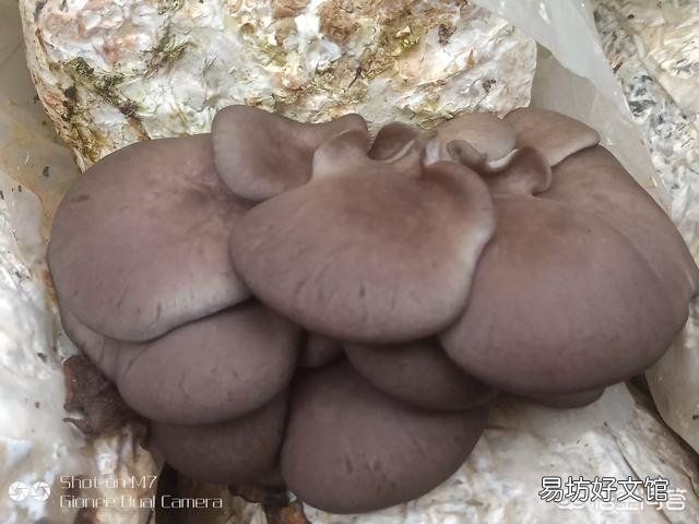 在农村种植什么农产品最挣钱？你觉得蘑菇前景如何？