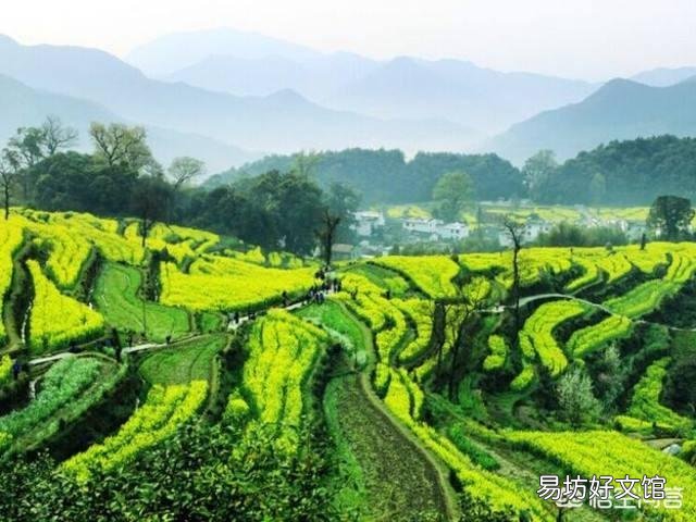 春天来了，哪里的油菜花最美？