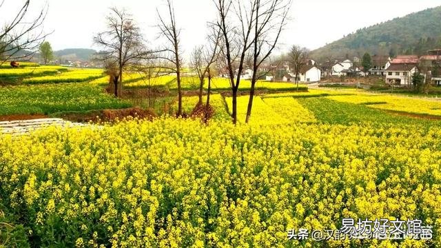 春天来了，哪里的油菜花最美？
